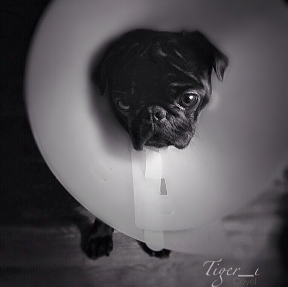 Meet your Posher, Coy - Picture 1 of 16